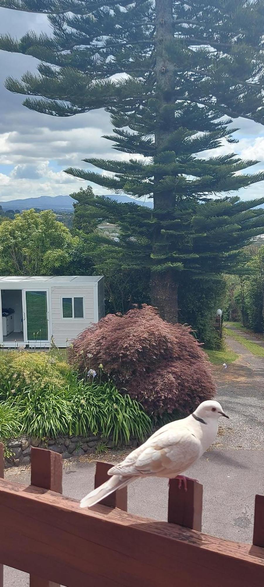 Haley'S Cabin Tauranga Exterior foto